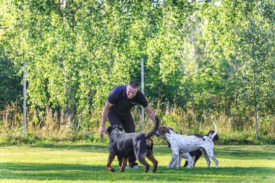 hundetrening