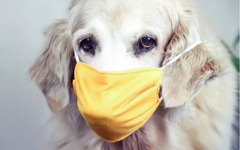 Kostumer udvikle læbe Hundeforkjølelse/kennelhoste - Standal